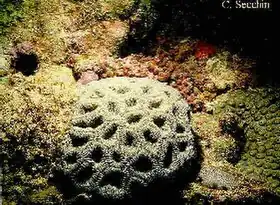 Description de l'image Mussismilia hispida .jpg.