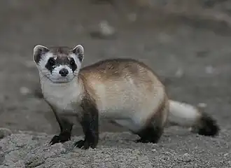 Mustela nigripes (Mustelidae)