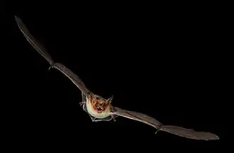 Description de l'image Myotis-blythii-cropped.jpg.