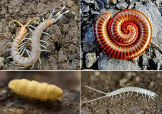 Description de cette image, également commentée ci-après