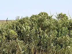 Vue d'ensemble du buisson