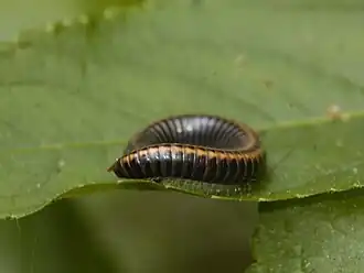 Description de l'image MyriopodaWoblitz03.jpg.