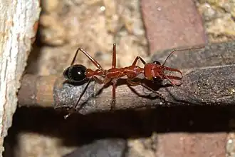 Description de l'image Myrmecia Brevinoda 042013.jpg.