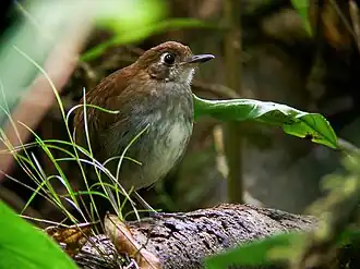 Description de l'image Myrmothera simplex - Tepui Antpitta.jpg.