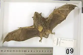 Description de l'image Mystacina robusta specimen from Auckland Museum.jpg.