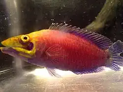 Pseudocheilinus ocellatus