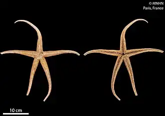 Myxoderma acutibrachia (MNHN)