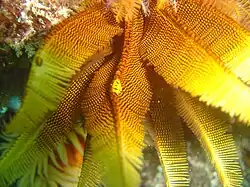 Myzostoma fuscomaculatum (parasite)