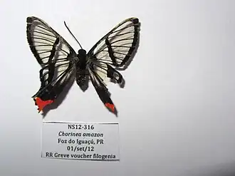 Description de l'image NS0316 Chorinea amazon (16346135091).jpg.