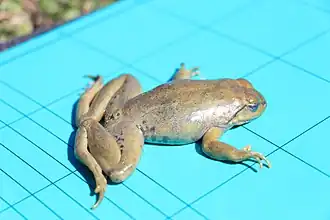 Description de l'image N ercepeae dorso lateral.jpg.