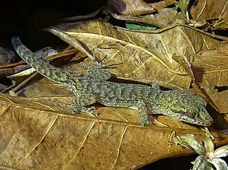 Description de l'image Nactus cheverti 332575158.jpg.