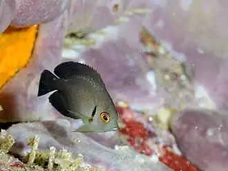 Description de l'image NameraYKyg.jpg.