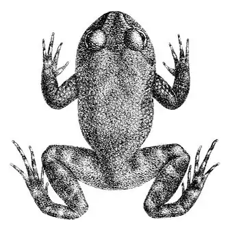 Description de l'image Nannophrys ceylonensis.jpg.