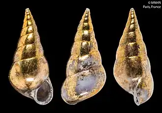 Description de l'image Nanobalcis cherbonnieri (MNHN-IM-2000-5646).jpeg.