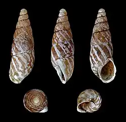 Napaeus variatus (Enoidea)