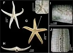 Narcissia trigonaria