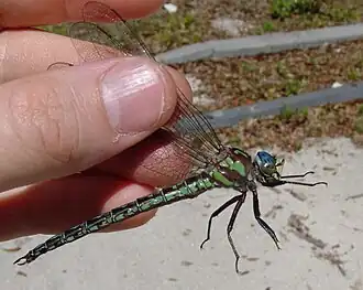 Description de l'image Nasiaeschna pentacantha.jpg.