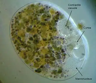 Description de cette image, également commentée ci-après