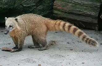 Coati roux (Nasua nasua).
