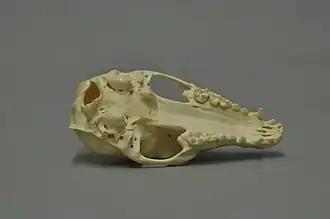 Mâchoire supérieure.