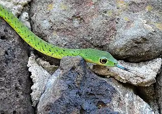 Description de l'image Natal Green Snake.jpg.