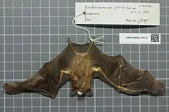 Description de l'image Naturalis Biodiversity Center - RMNH.MAM.17347.b ven - Lonchophylla thomasi - skin.jpeg.