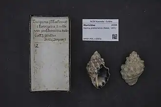 Reishia problematica.