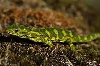 Description de l'image Naultinus_rudis.JPG.