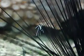 Poisson cardinal (Pterapogon kauderni) juvénile entre les piquants d'un Diadema setosum.
