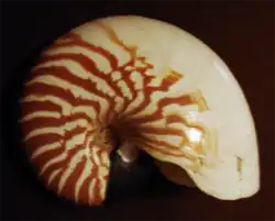 coquille de Nautilus macromphalus