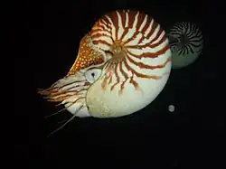 Paire de Nautilus macromphalus, photographié en plongée de nuit à Lifou, profondeur : 15 m
