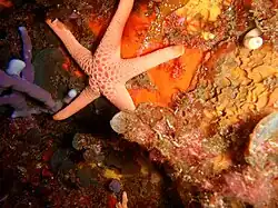 Nectria macrobrachia