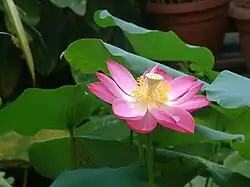 Variété de lotus rose.