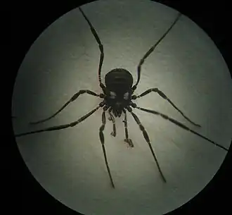 Description de cette image, également commentée ci-après