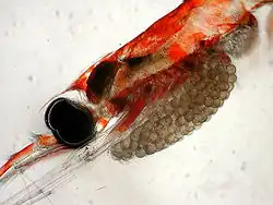 La tête d'un krill femelle de l'espèce Nematoscelis difficilis avec son sac à couvée. Les œufs ont un diamètre de 0,3&nbsp;à 0,4&nbsp;mm (0,012&nbsp;à 0,016&nbsp;in).