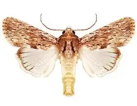 Description de l'image Neogalea_sunia_(ento-csiro-au).jpg.