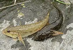 Un poisson plus beige et plus grand à gauche