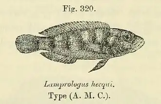 Description de l'image Neolamprologus hecqui.jpg.