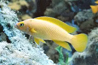 Neolamprologus longior.