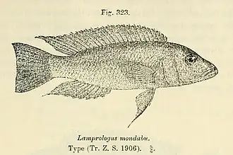 Description de l'image Neolamprologus mondabu.jpg.