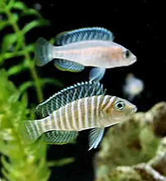 Neolamprologus similis.