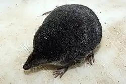 Musaraigne noire à ventre blanc