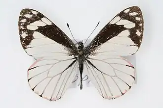 Description de cette image, également commentée ci-après