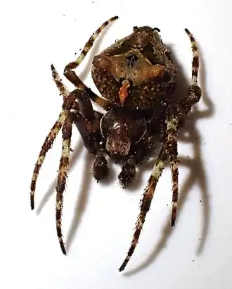 Description de l'image Neoscona orientalis.jpg.