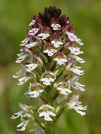 Inflorescence d'orchis brûlé.