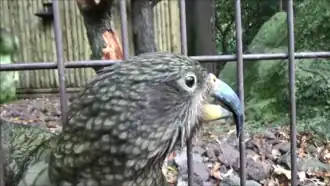 (en pleine partie de jeu avec la caméra) - Ménagerie du jardin des plantes Paris/France