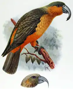 Nestor productus – Nestor de Norfolk †