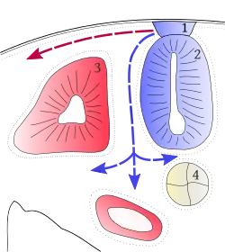 coupe d'embryon de vertébré montrant les deux voies de migration des chromatoblastes : soit superficiellement, le long de l'ectoderme, soit en profondeur en passant entre le tube neural et les somites.