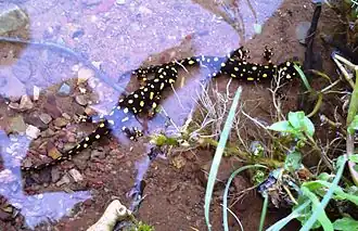 Description de l'image Neurergus microspilotus.jpg.