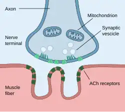 Jonction neuromusculaire
